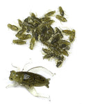 10Pc Lightweight Grasshopper, Soft Floating Cricket Bait